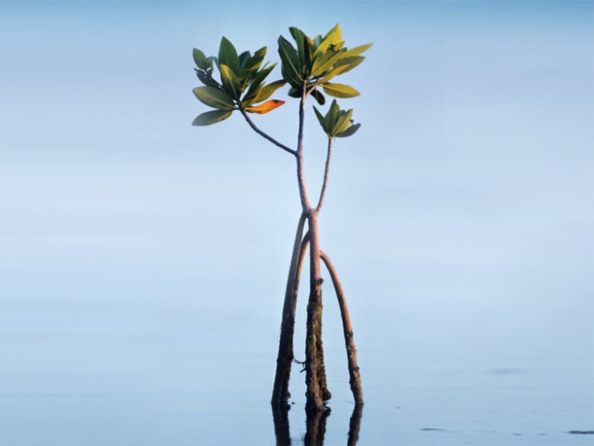 Carbon Neutral Series