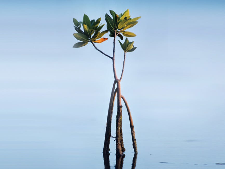 NEW: Carbon Neutral Series